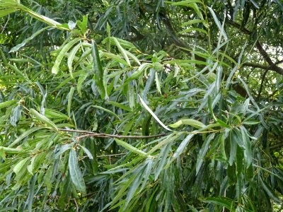Chêne saule, Quercus phellos, Fagacées, Arboretum de Chèvr… 