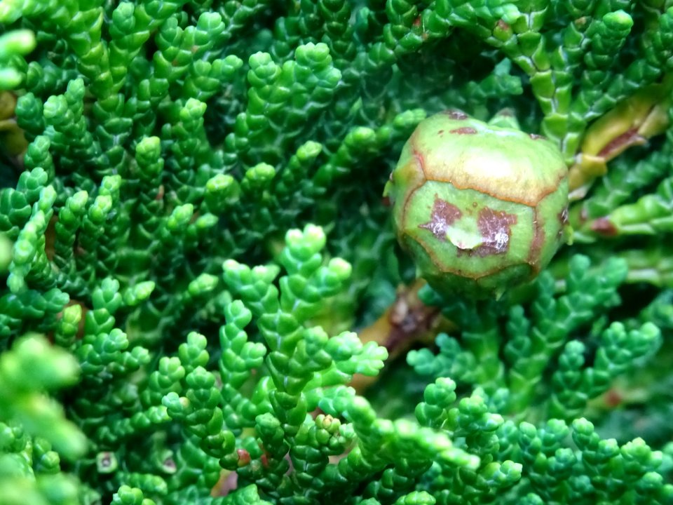 Faux cyprès du Japon 'Nana gracilis', Chamaecyparis obtusa… 
