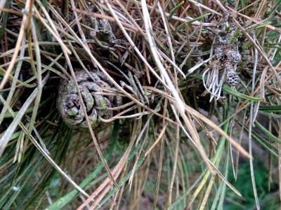 Cône femelle du Pin noir nain, Pinus nigra compacta, Pinac… 