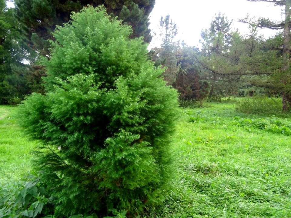 Cryptoméria du Japon 'elegans', Cryptomeria japonica 'eleg… 