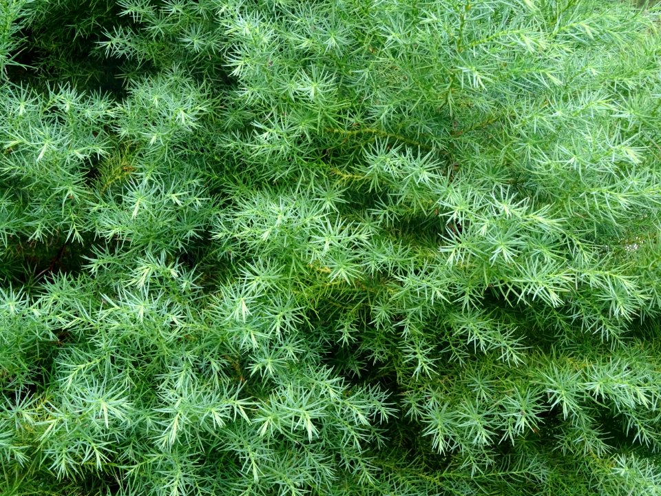 Cryptoméria du Japon 'elegans', Cryptomeria japonica 'eleg… 