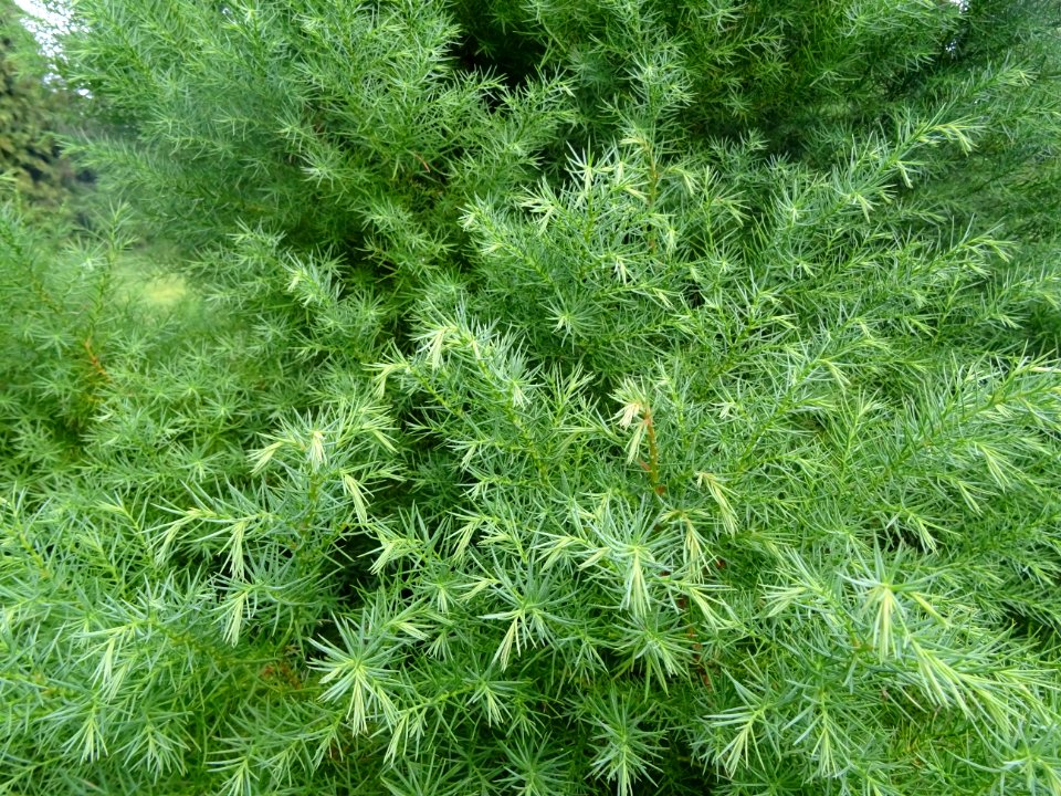 Cryptoméria du Japon 'elegans', Cryptomeria japonica 'eleg… 