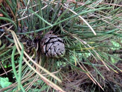 Cône femelle du Pin noir nain, Pinus nigra compacta, Pinac… 