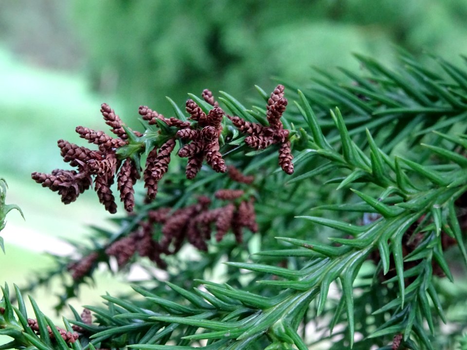 Cônes mâles du Cryptoméria du Japon, Cryptomeria japonica,… 