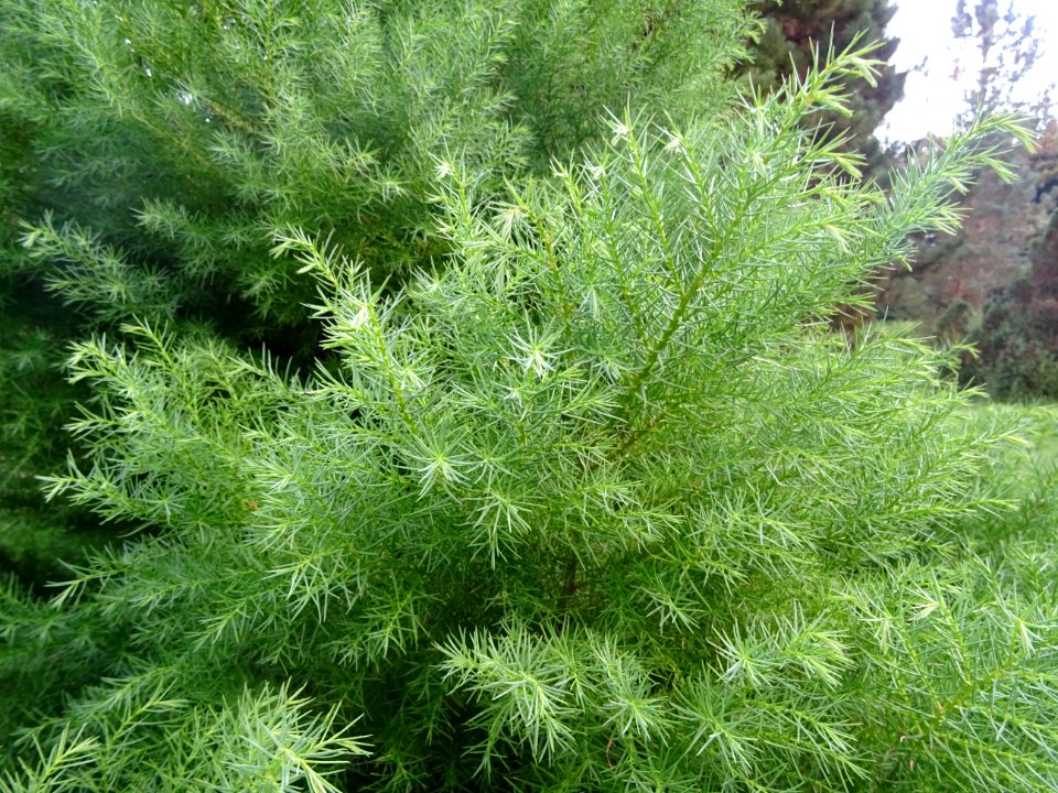 Cryptoméria du Japon 'elegans', Cryptomeria japonica 'eleg… 