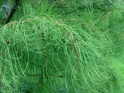 Cyprès des marais à feuilles pendantes, Taxodium ascendens… 