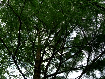 Cyprès des marais à feuilles pendantes, Taxodium ascendens… 