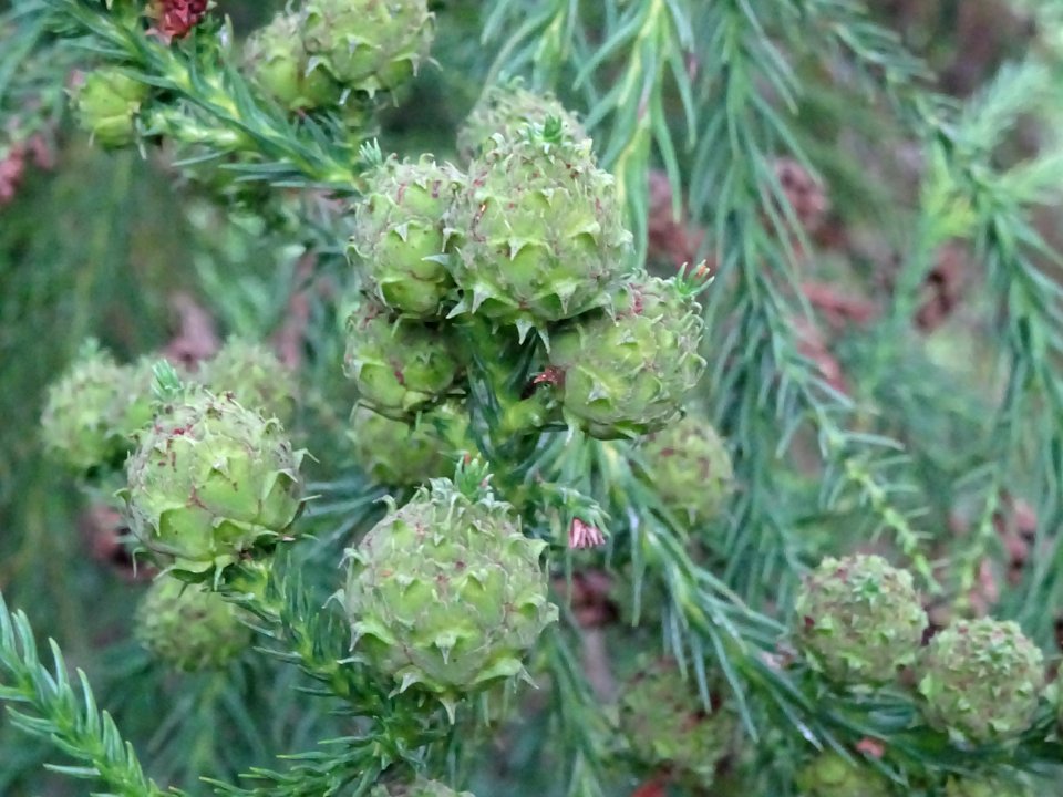 Cônes femelles du Cryptoméria du Japon, Cryptomeria japoni… 