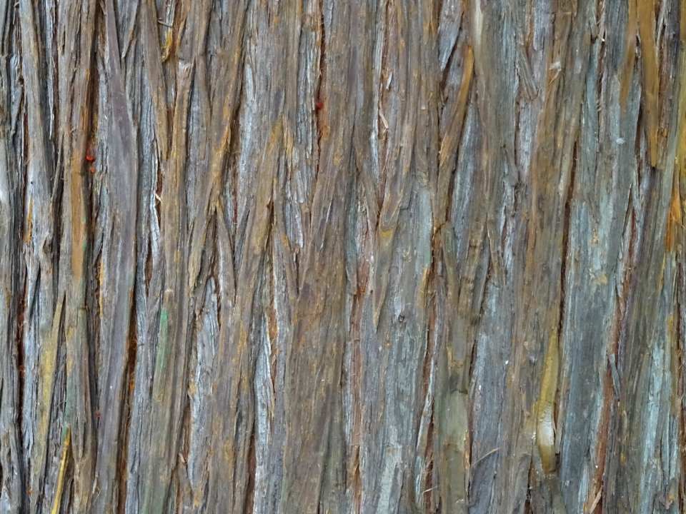 Ecorce du Cryptoméria du Japon, Cryptomeria japonica, Taxo… 