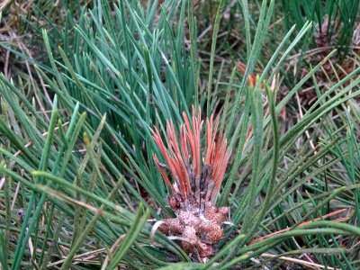 Pin noir nain, Pinus nigra compacta, Pinacées, Arboretum d… 