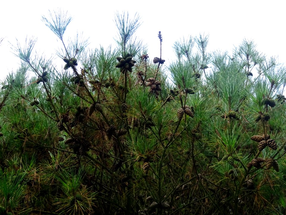 Pin rouge du Japon tabulaire, Pinus densiflora umbraculife… 