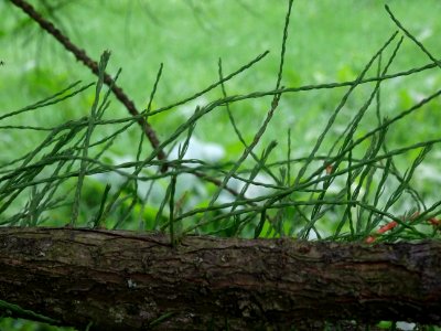 Cyprès des marais à feuilles pendantes, Taxodium ascendens… 