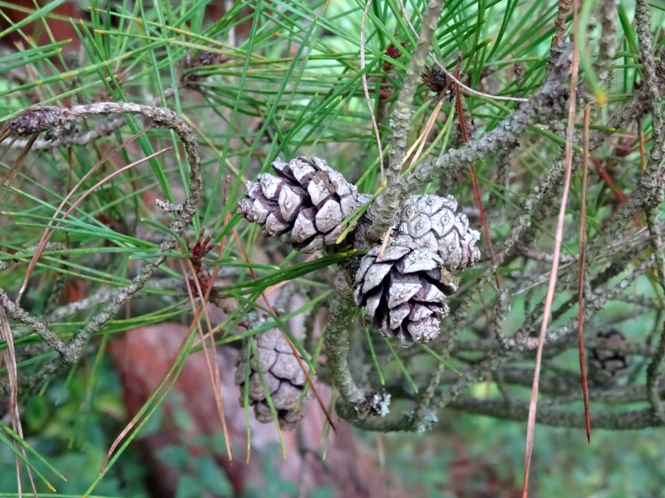 Cônes femelles du Pin rouge du Japon tabulaire, Pinus dens… 