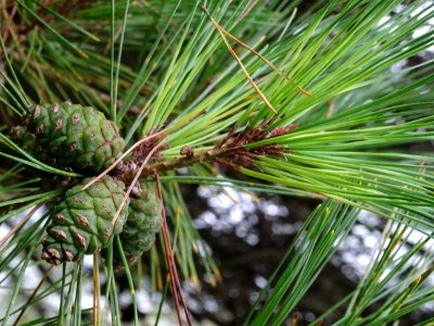 Cônes femelles du Pin rouge du Japon tabulaire, Pinus dens… 