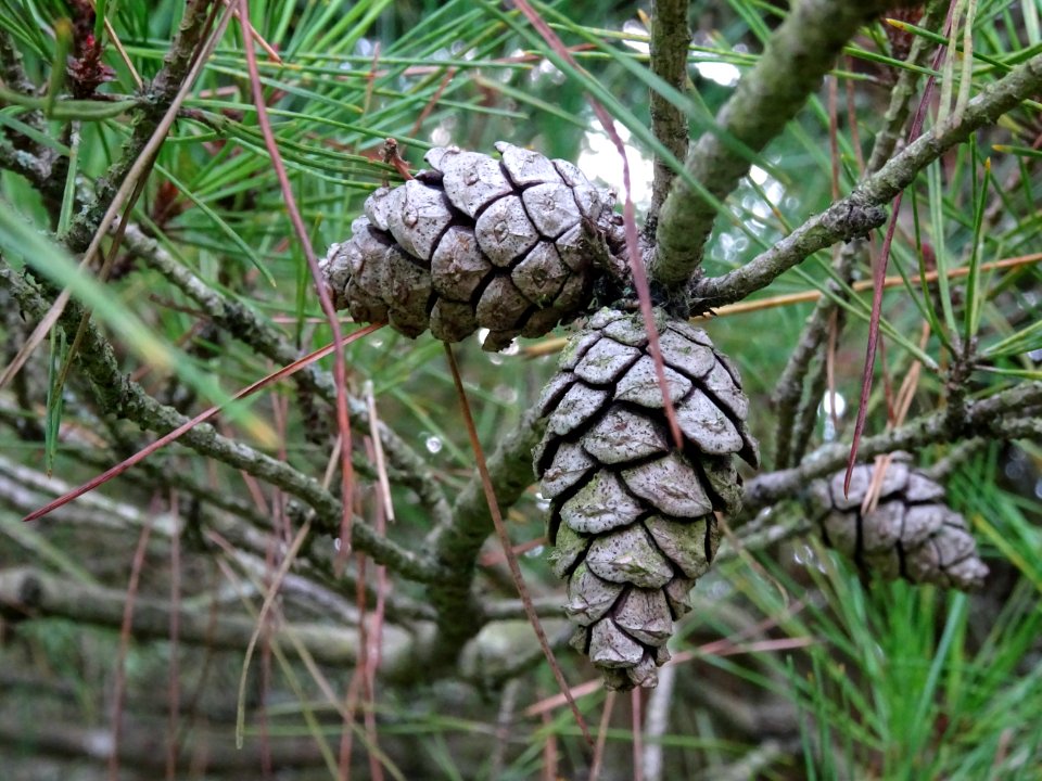Cônes femelles du Pin rouge du Japon tabulaire, Pinus dens… 