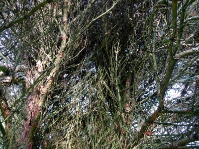 Branches du Pin rouge du Japon tabulaire, Pinus densiflora… 