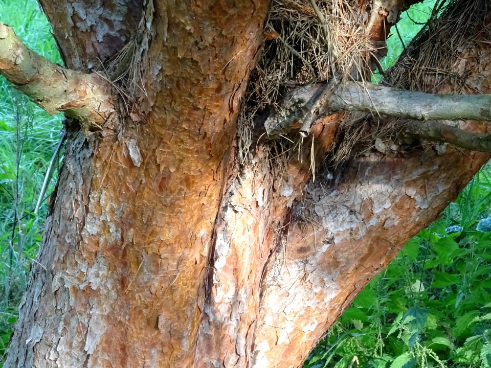 Tronc du Pin rouge du Japon tabulaire, Pinus densiflora um… 