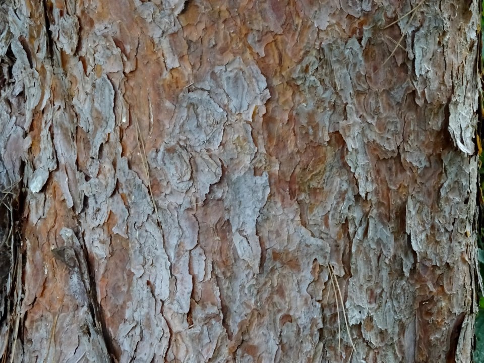 Ecorce du Pin rouge du Japon tabulaire, Pinus densiflora u… 