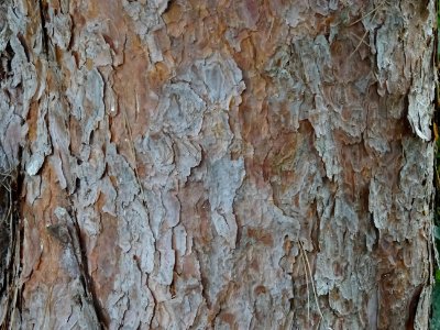 Ecorce du Pin rouge du Japon tabulaire, Pinus densiflora u… 