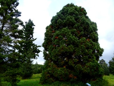 Séquoia géant, Sequoiadendron giganteum, Cupressacées, Arb… 