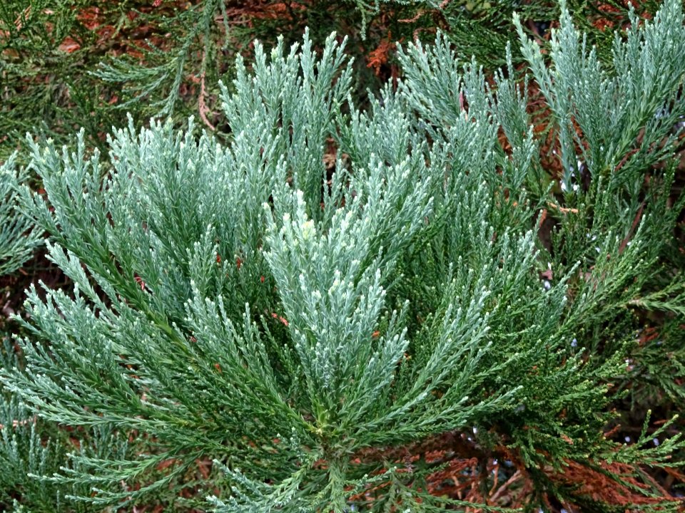 Séquoia géant, Sequoiadendron giganteum, Cupressacées, Arb… 