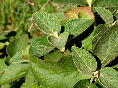Viorne de Mongolie, Viburnum mongolicum, Adoxacées, Arbore… 
