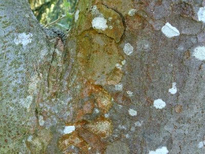 Ecorce de l' Orme du Caucase ou Faux Orme de Sibérie, Zelk… 