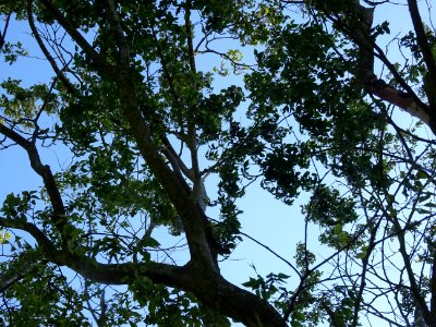 Orme du Caucase ou Faux Orme de Sibérie, Zelkova carpinifo… 