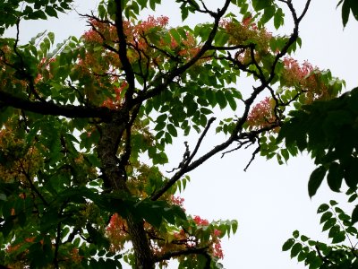 Feuilles et samares de l'Ailante glanduleux, Ailanthus gla… 