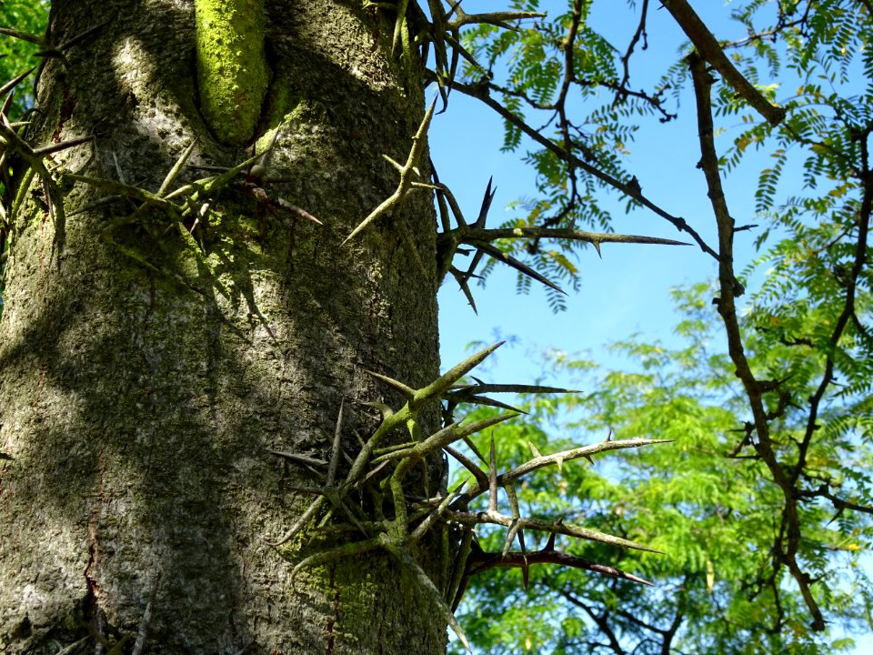 Epines sur le tronc du Févier de Caspienne, Gleditsia casp… 