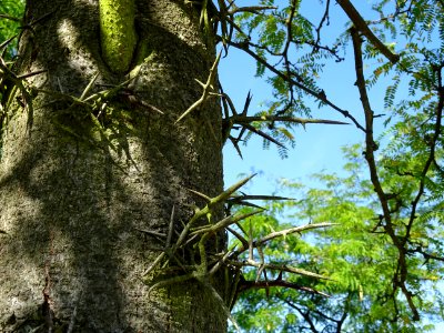 Epines sur le tronc du Févier de Caspienne, Gleditsia casp… 