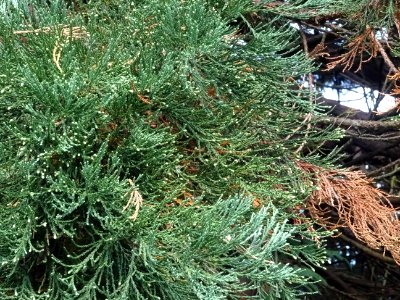 Séquoia géant, Sequoiadendron giganteum, Cupressacées, Arb… 