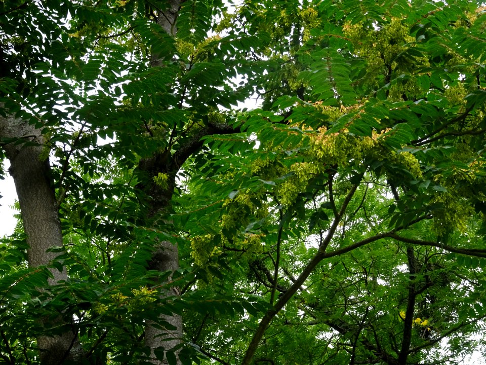 Feuilles et samares de l'Ailante glanduleux, Ailanthus gla… 