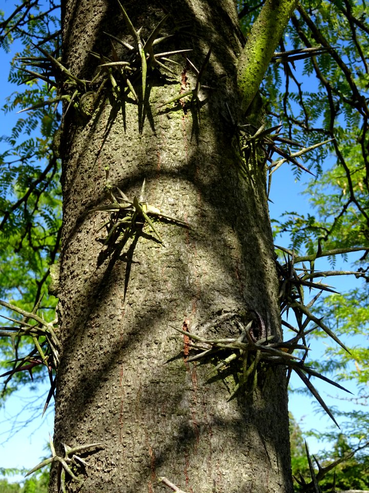 Epines sur le tronc du Févier de Caspienne, Gleditsia casp… 