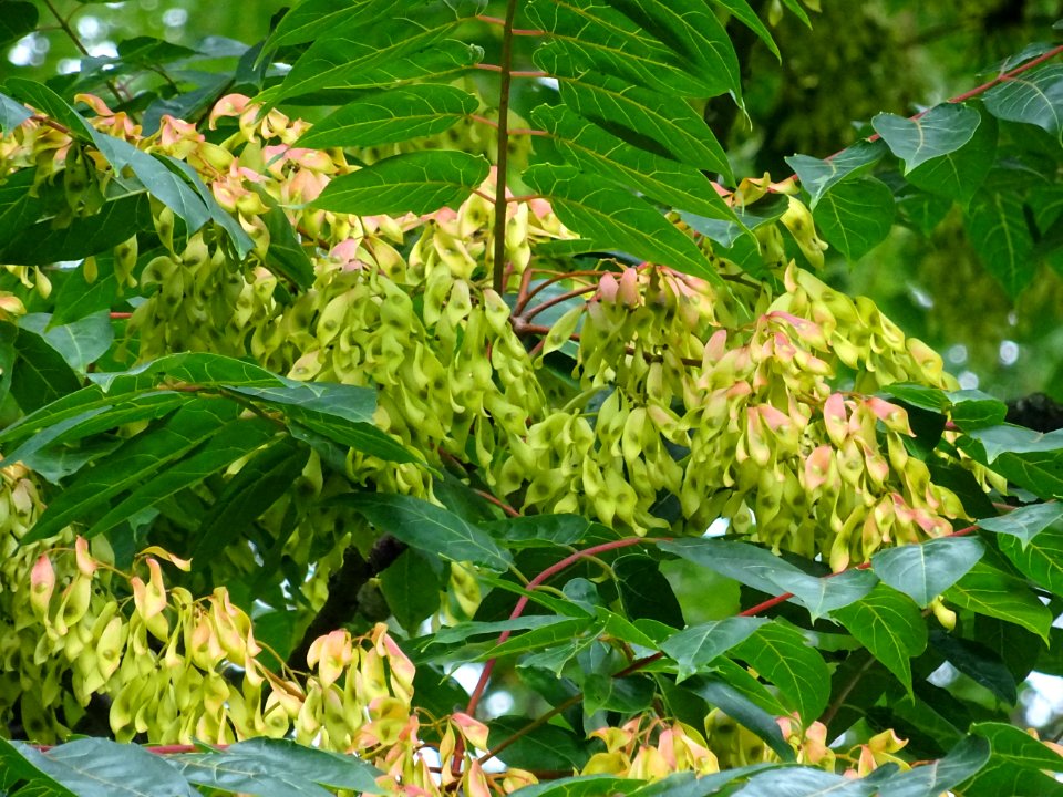 Samares de l'Ailante glanduleux, Ailanthus glandulosa, Sim… 