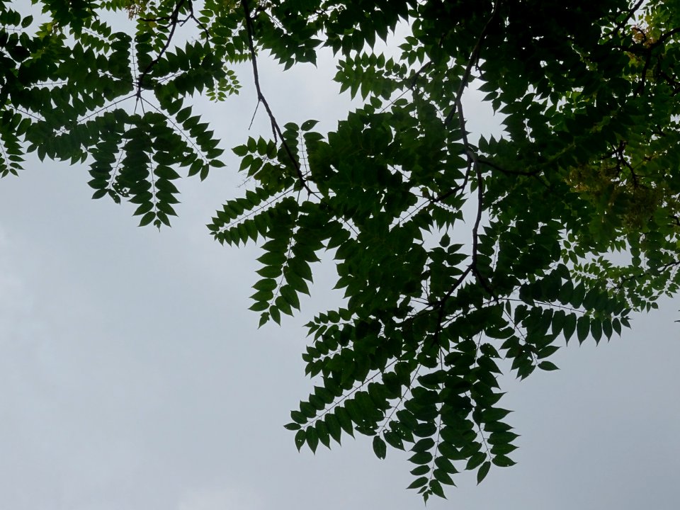 Feuilles de l'Ailante glanduleux, Ailanthus glandulosa, Si… 