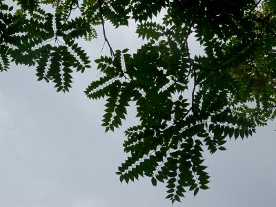 Feuilles de l'Ailante glanduleux, Ailanthus glandulosa, Si… 