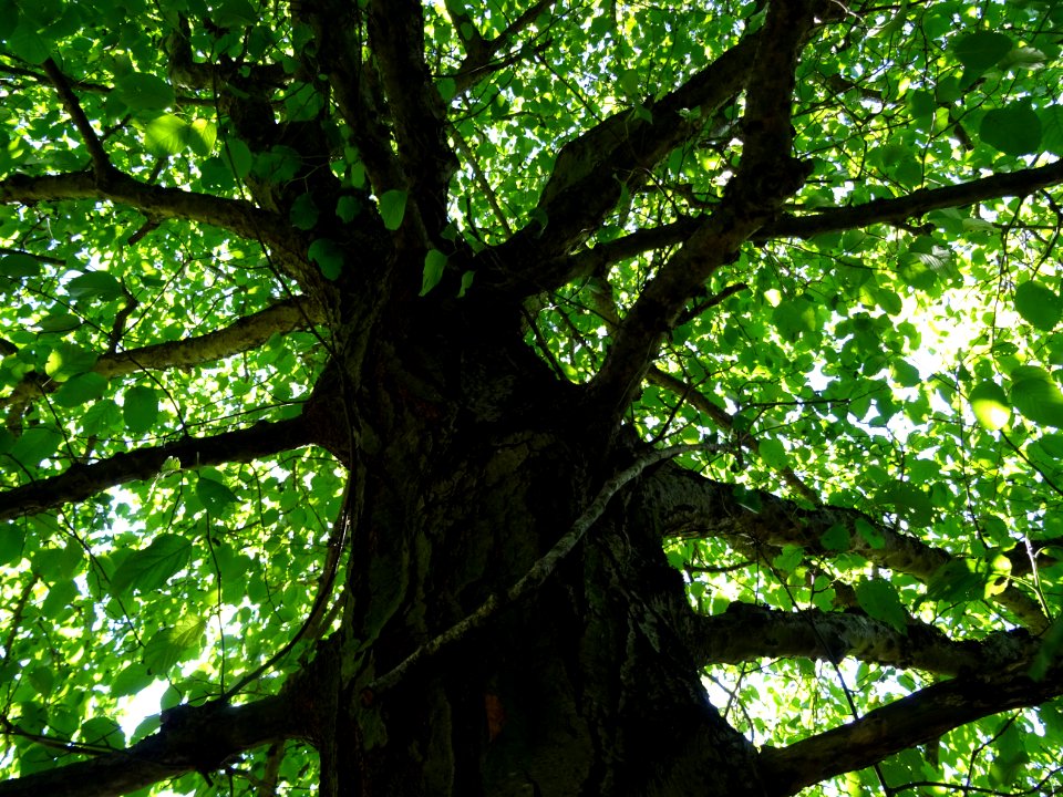 Tronc et branches de l' Aulne du Caucase, Alnus subcordata… 