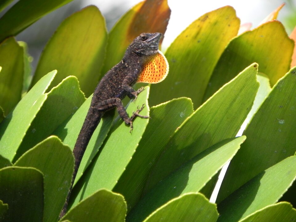 Lizard reptile exotic