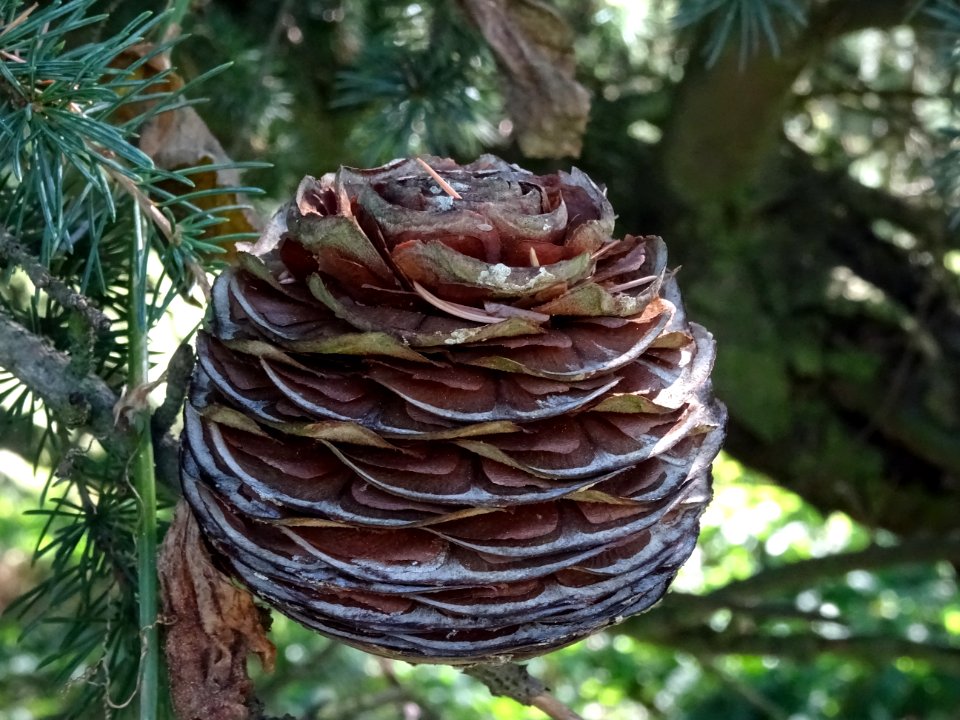 Cône femelle du Cèdre du Liban, Cedrus libani, Pinacées, A… 