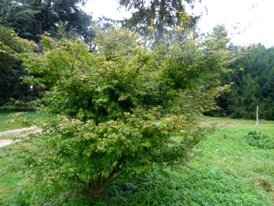 Erable du Japon 'Beni Tsukasa', Acer palmatum 'Beni Tsukas… 