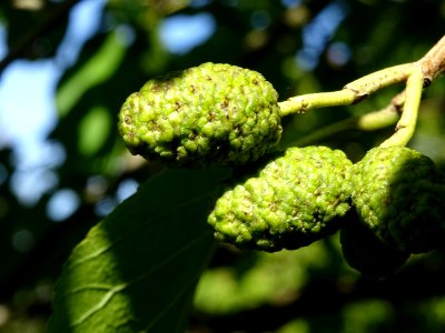 Châtons femelles de l' Aulne du Caucase, Alnus subcordata,… 