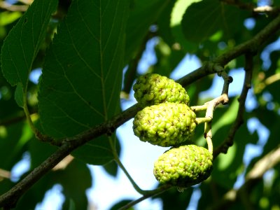 Châtons femelles de l' Aulne du Caucase, Alnus subcordata,… 