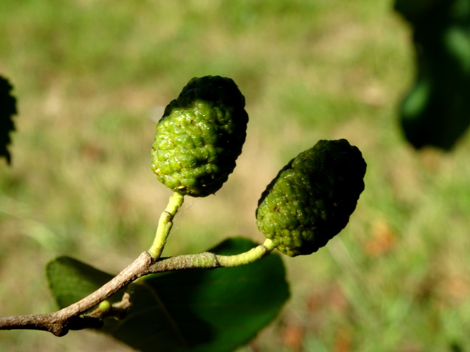 Châtons femelles de l' Aulne du Caucase, Alnus subcordata,… 