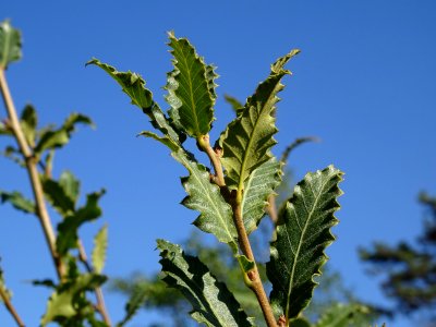 Chêne du Liban, Quercus libani, Fagacées, Arboretum de Chè… 