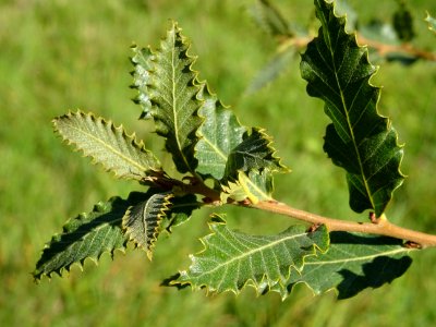 Chêne du Liban, Quercus libani, Fagacées, Arboretum de Chè… 