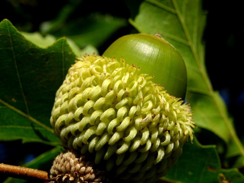 Cupule et gland du Chêne du Liban, Quercus libani, Fagacée… 