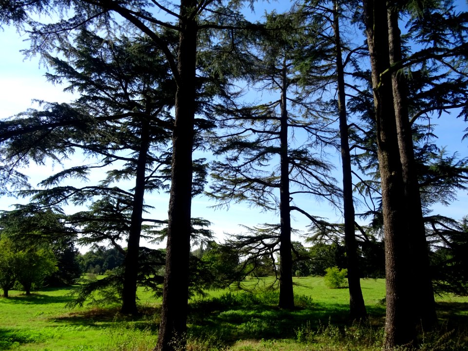 Cèdre de l'Himalaya ou Cèdre sacré, Cedrus deodara, Pinacé… 