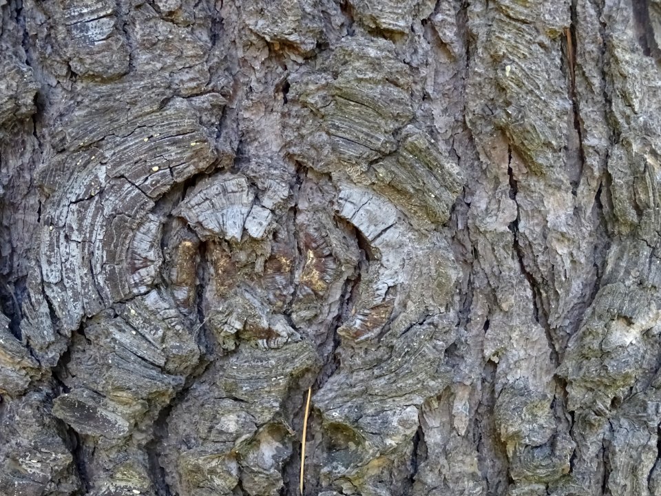 Ecorce du Cèdre de l'Himalaya ou Cèdre sacré, Cedrus deoda… 