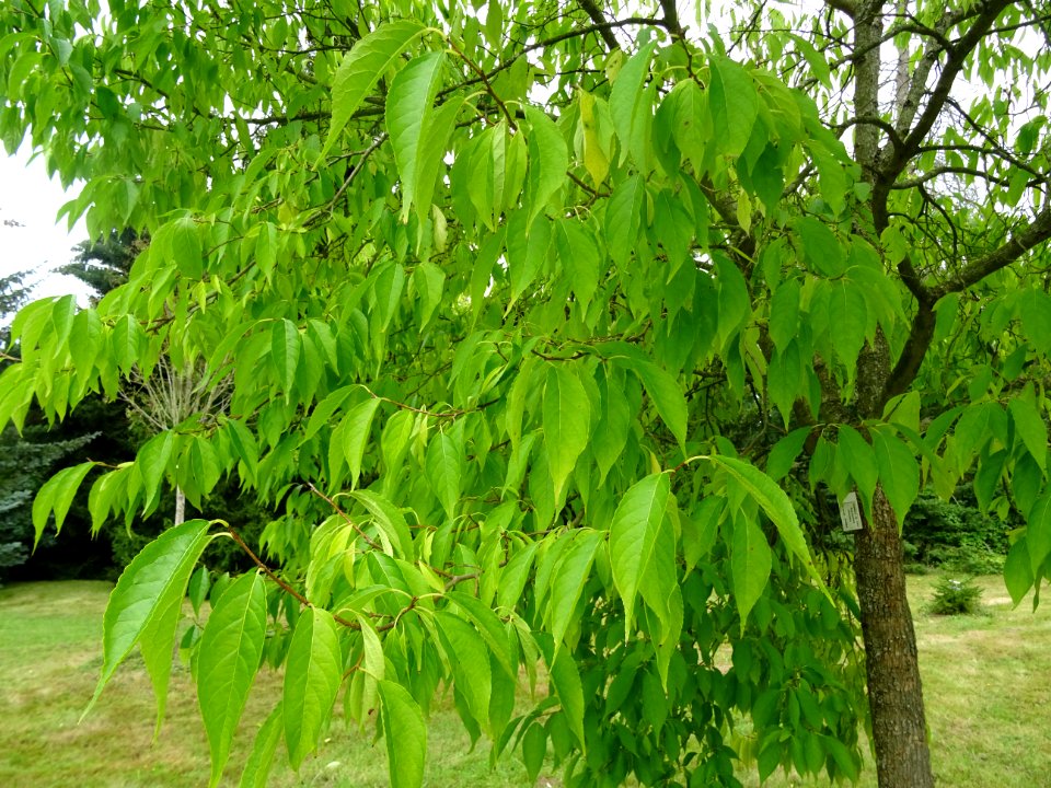Arbre à gomme, Eucommia ulmoides, Eucommiacées, Arboretum … 